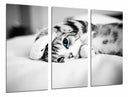 Tríptico gato en la cama, blanco y negro, ojos azules
