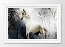 Cuadro enmarcado blanco caballo blanco con fondo de bosque, nieve, naturaleza, salvaje
