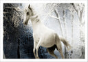 Lámina caballo blanco con fondo de bosque, nieve, naturaleza, salvaje