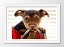 Cuadro enmarcado blanco imagen perro cachorro en bolso, animal, bonito, amor
