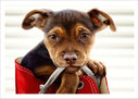 Lámina imagen perro cachorro en bolso, animal, bonito, amor
