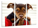 Tríptico imagen perro cachorro en bolso, animal, bonito, amor