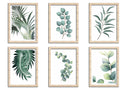 Botánica, Plantas